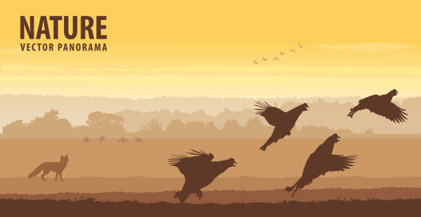 illustrations, cliparts, dessins animés et icônes de les coqs noirs de tétras décollent dans le champ au lever du soleil. panorama de vecteur de faune - tétraoninés