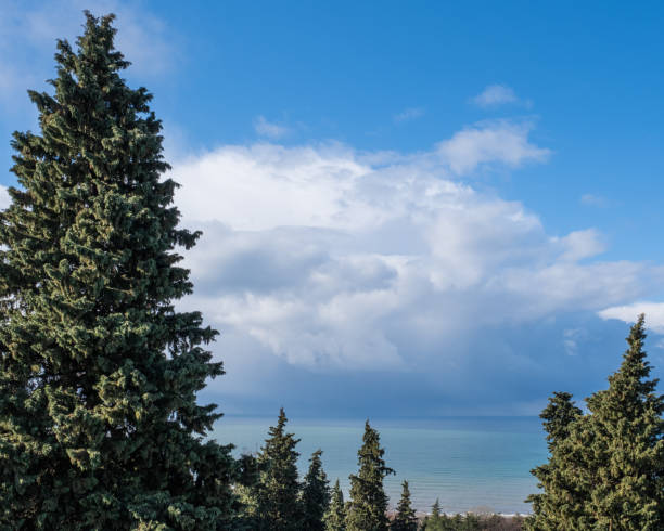 пушистые зеленые ели на фоне моря и красивого облачного неба. черноморское побережье кавказа. - 7677 стоковые фото и изображения