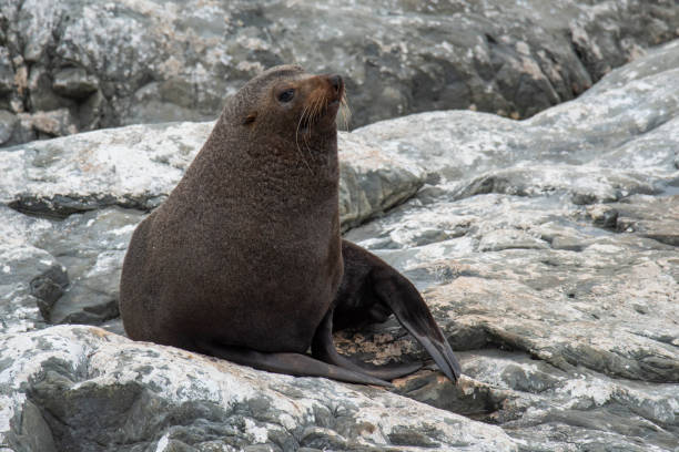 istock New-Zealand Fur Seal 1209517716