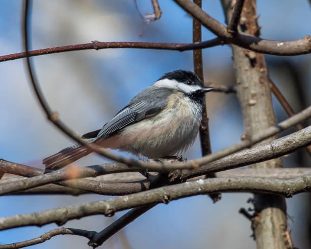 istock Virginia Chickadee bird on a branch 1209518705