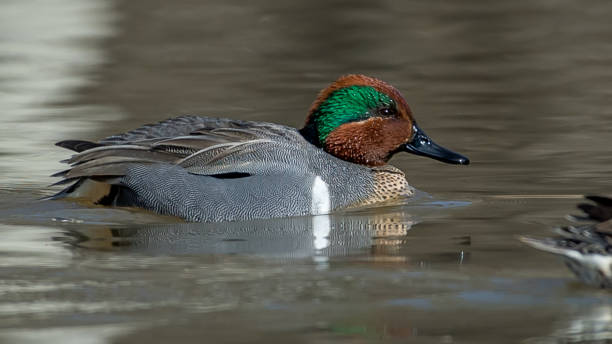 istock Green Winged Teal Duck in Huntley Meadows park in Virginia 1209518799