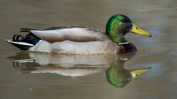 istock Mallard Duck in Huntley Meadows park in Virginia 1209518814