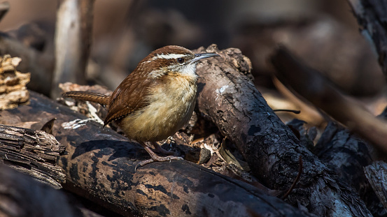 Carolina Wren perched for a portrait