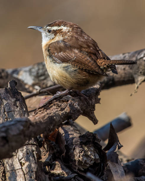 istock Carolina Wren perched for a portrait 1209518842