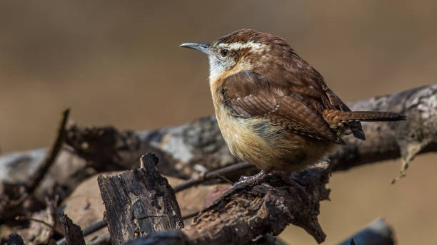 istock Carolina Wren perched for a portrait 1209518850