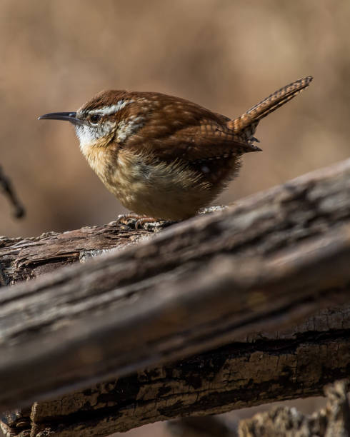 istock Carolina Wren perched for a portrait 1209518851