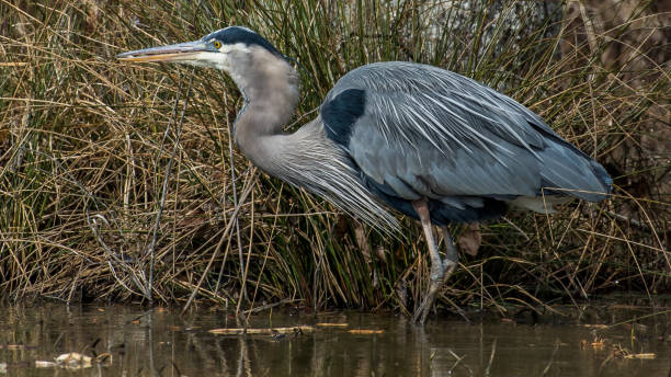 istock Great Blue Heron at Huntley Meadows Pond 1209518880