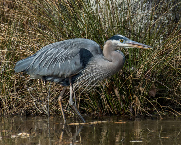 istock Great Blue Heron at Huntley Meadows Pond 1209518885