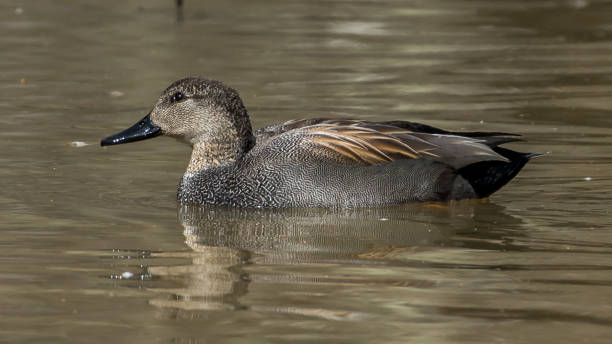 istock Gadwall Duck in Huntley Meadows park in Virginia 1209518887