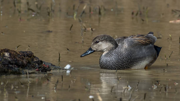 istock Gadwall Duck in Huntley Meadows park in Virginia 1209518890