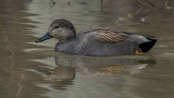 istock Gadwall Duck in Huntley Meadows park in Virginia 1209518891