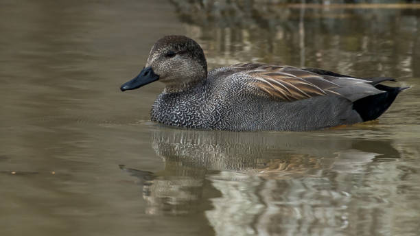 istock Gadwall Duck in Huntley Meadows park in Virginia 1209518905