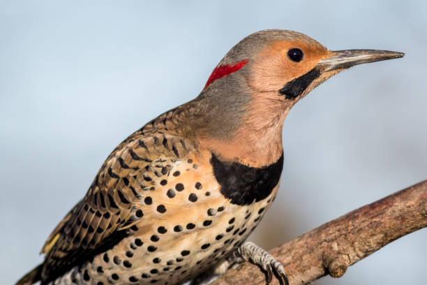 istock Norther Flicker closeup looking right with natural green earthy tones background 1209521281