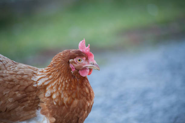 istock the head of the hen 1209521446