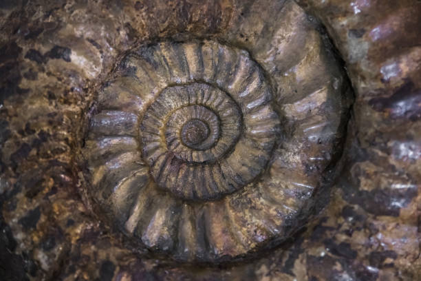 istock fossilized extinct ammonite at shallow depth of field 1209521515