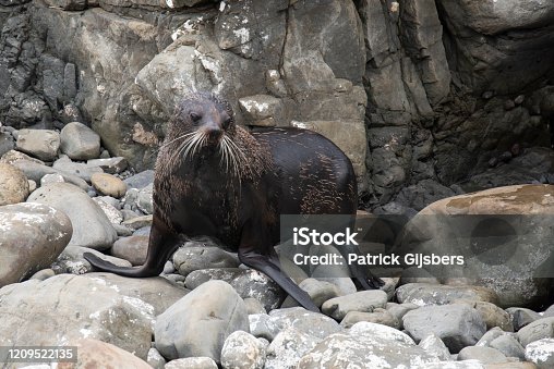 istock New-Zealand Fur Seal 1209522135