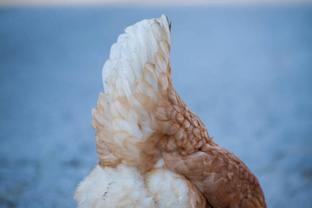 The white tail of the hen. White feathers on the back of the hen. Brown hen, white behind