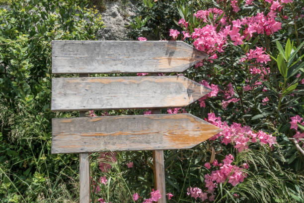 closeup blank wooden directional signposts in a park