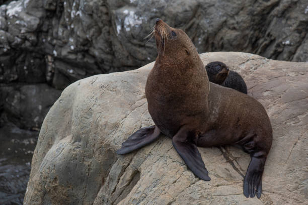 istock New-Zealand Fur Seal 1209525256