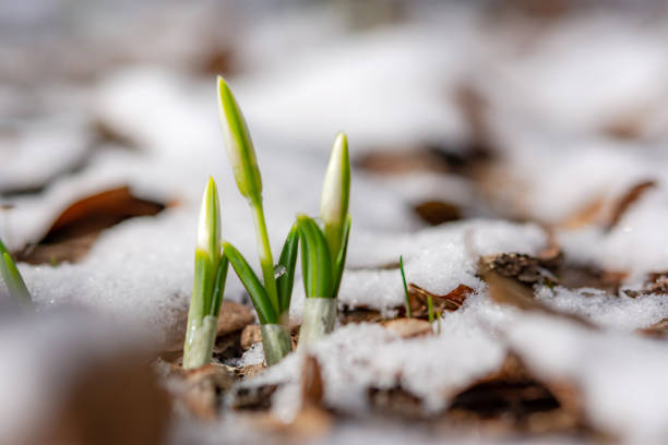 istock Snowdrop flowers (Galanthus nivalis) close-up. Under a layer of snow. Soft focus. 1209525298