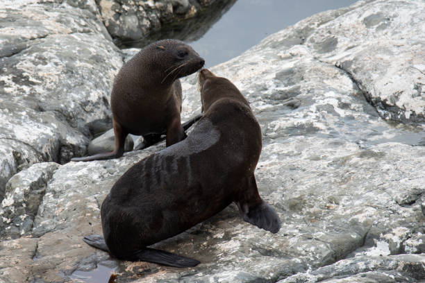 istock New-Zealand Fur Seal 1209528283