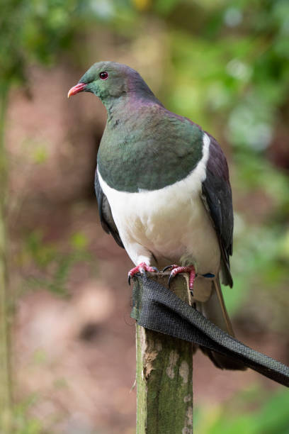 Name: New Zealand Pigeon, New Zealand Wood Pigeon, Kereru\nScientific name: Hemiphaga novaeseelandiae\nCountry: New Zealand