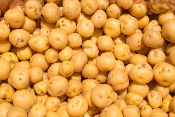 Yellow potato - Solanum phureja
