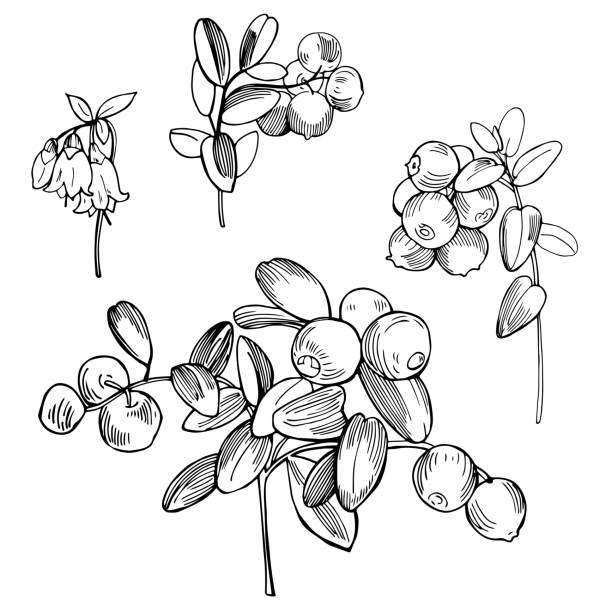 Hand drawn forest berry. Lingonberry. Cowberry. Hand drawn forest berry. Lingonberry. Cowberry. Vector sketch illustration cowberry stock illustrations