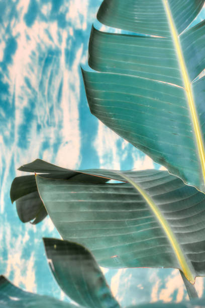 istock Leaves of banana tree 1209531688