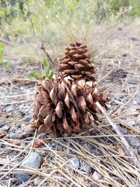 istock Ponderosa pine cones, close up on dry grass. 1209531806