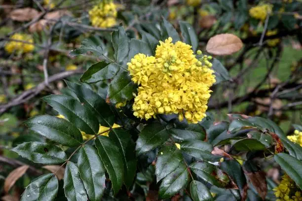 Mahonia aquifolium, the Oregon grape, blooms in early spring with its colorful, yellow flowers.