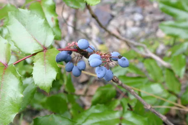 Oregon grape (Mahonia aquifolium) berries in Autumn.