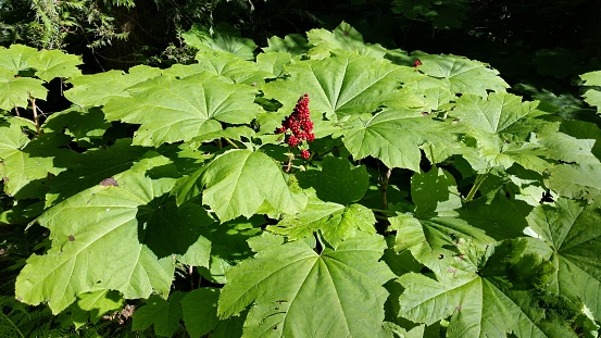 Devils Club (Oplopanax horridum) fruit on a plant.