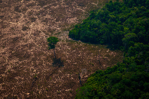 Zonas de pastos derivadas de la deforestación ilegal de la selva amazónica en el bosque nacional de Jamanxim. Pará - Brasil photo