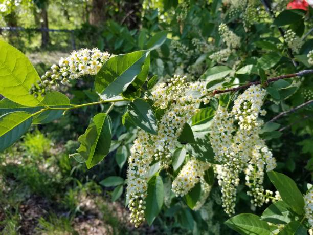 istock Chokecherry Blossoms on a Branch. 1209531892