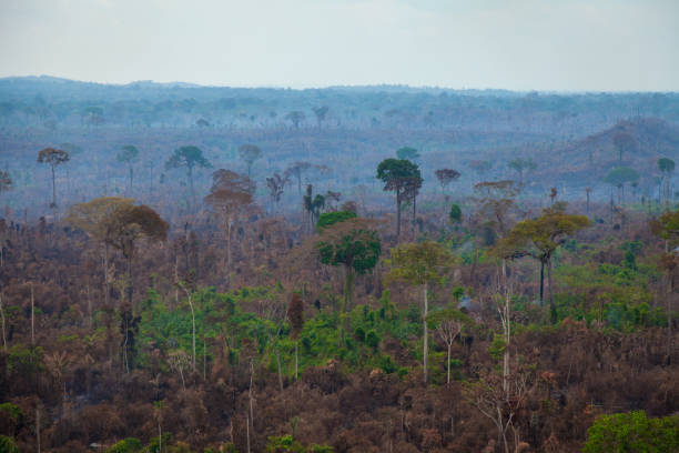 Recent burned and deforested area within Jamanxim National Forest. Amazon Rainforest -  Pará / Brazil stock photo