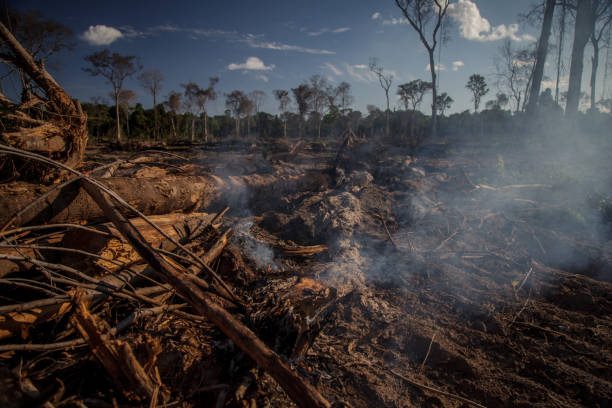 The Amazon rainforest is being deforestated for pasture, livestock and agriculture. stock photo