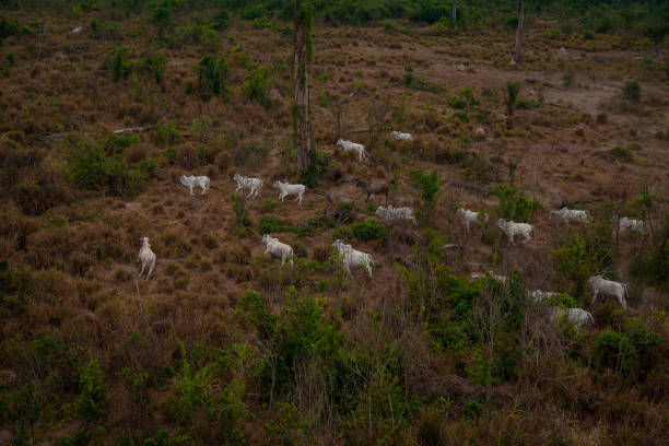 Pasture areas derived from illegal deforestation and cattles. Amazon Rainforest in the the Jamanxim National Forest. Pará - Brazil stock photo