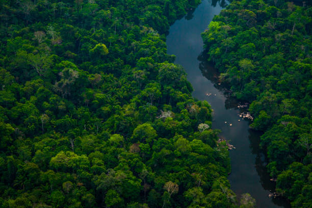 el río jamanxim, selva amazónica en el bosque nacional de jamanxim. pará - brasil - viaje al amazonas fotografías e imágenes de stock