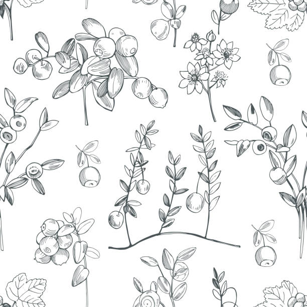ręcznie rysowane jagody leśne. wzór wektorowy . - cranberry stock illustrations