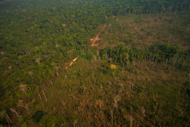 istock A logging branch within the Menkragnoti Indigenous Land. Illegal logging and deforestation for farm formation are the major causes of deforestation in the Amazon rainforest. Pará - Brazil 1209532979