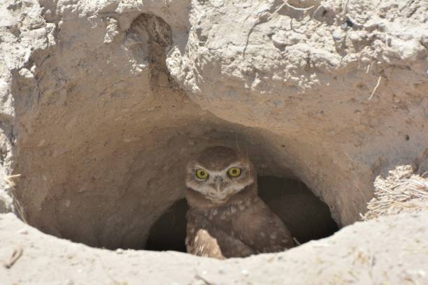 istock Burrowing owl, Argentina 1209533107