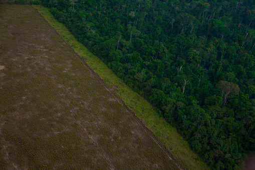 Pasture areas derived from illegal deforestation and cattles. Amazon Rainforest in the the Jamanxim National Forest. Pará - Brazil