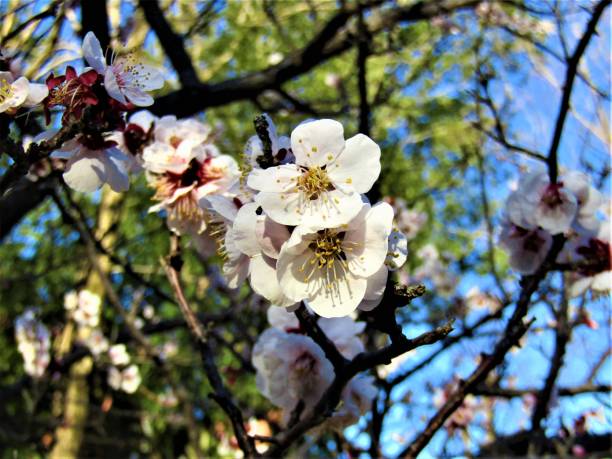 istock February. Japan. Plum Flowers in sunrise. 1209533228
