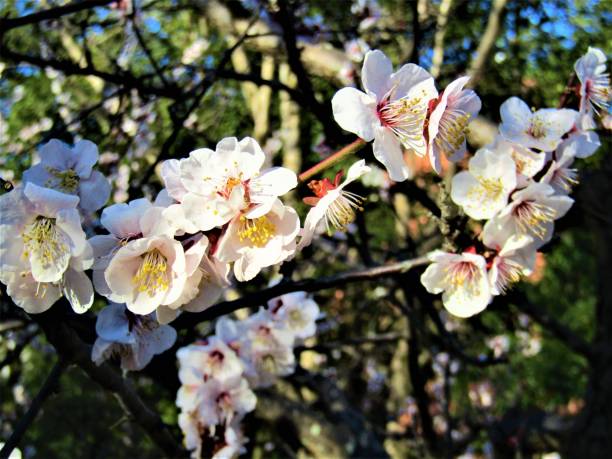 istock February. Japan. Plum Flowers in sunrise. 1209533232
