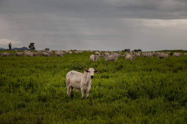 Livestock in the Amazon is one of the largest vectors of deforestation. stock photo
