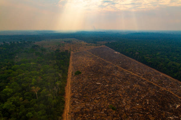 Pasture areas derived from illegal deforestation near the Menkragnoti Indigenous Land. Pará - Brazil stock photo