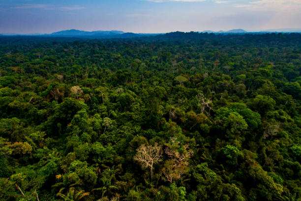 Amazon Rainforest inside the Menkragnoti Indigenous Land - Pará, Brazil stock photo