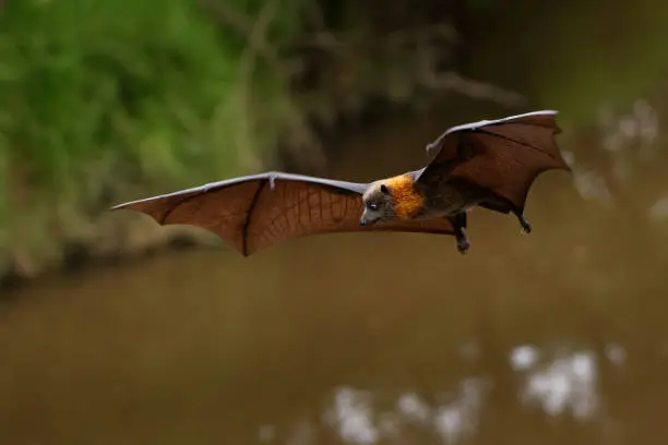 Photo of Pteropus poliocephalus - Gray-headed Flying Fox, Fruit bat from Australia hang down on the branch and fly away from day site.