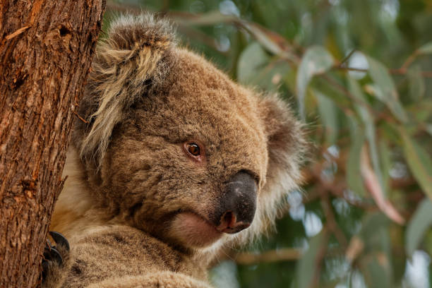 istock Koala - Phascolarctos cinereus on the tree in Australia, eating, climbing on eucaluptus. 1209536373